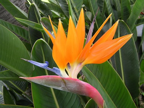 como montar jardim meia sombra