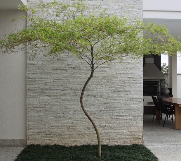 plantas que florescem em meia sombra
