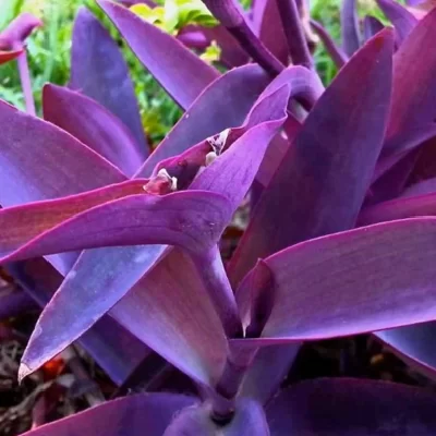 vasos para plantas de meia sombra