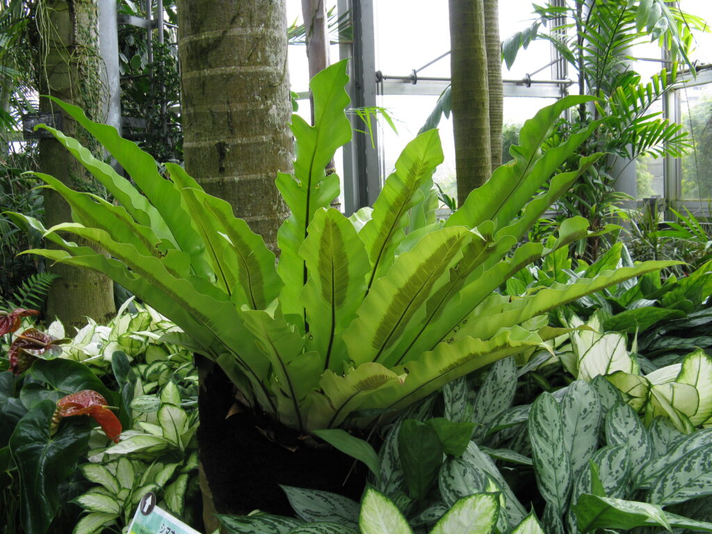 jardim em varanda com pouca luz