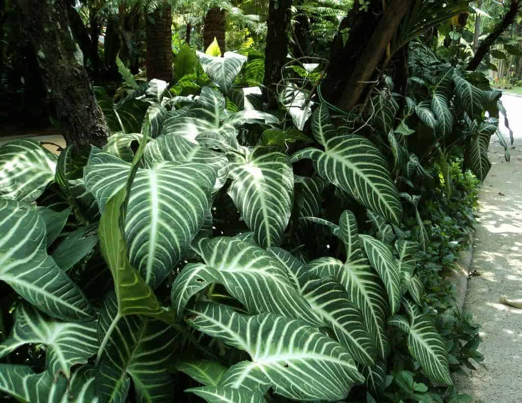 plantas resistentes meia sombra