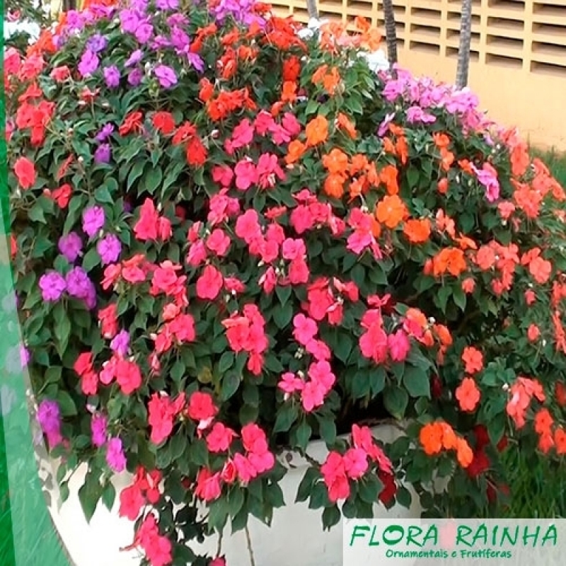 como montar jardim meia sombra