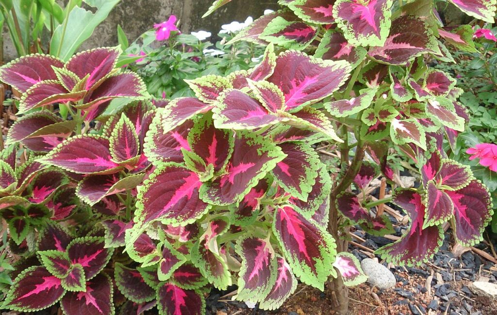 como montar jardim meia sombra