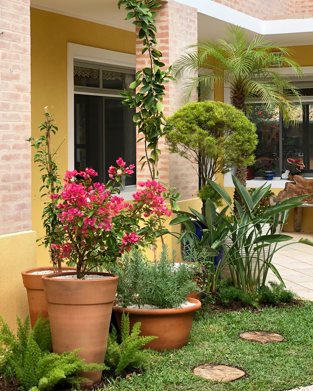 plantas fáceis de cuidar para fachada