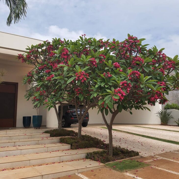 jasmim manga variedades de cores