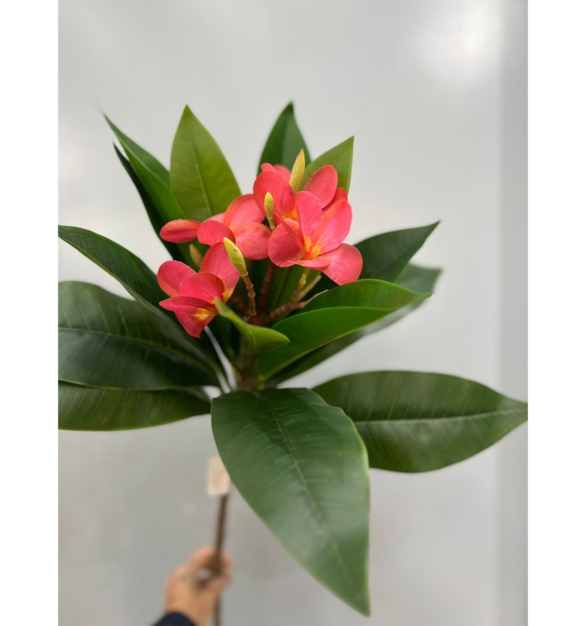 jasmim manga variedades de cores