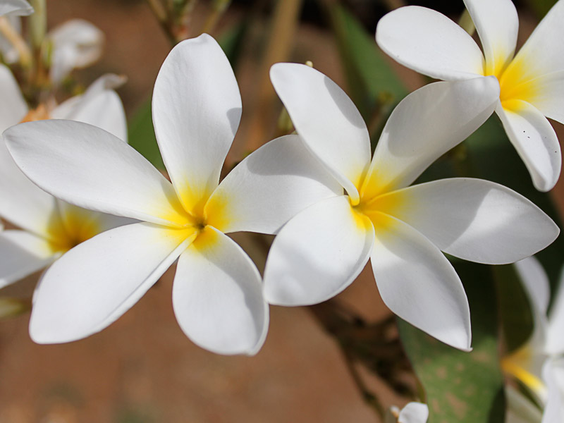 jasmim manga vs jasmim estrela