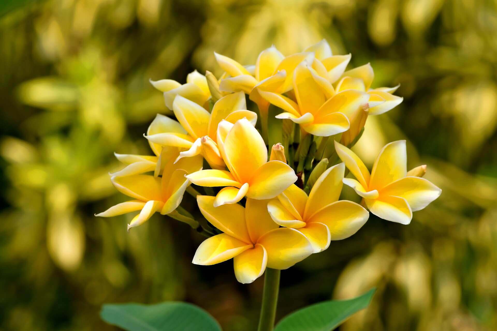 preço muda jasmim manga