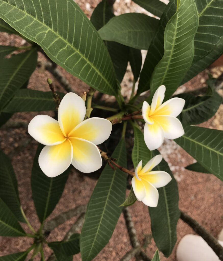jasmim manga para varanda pequena