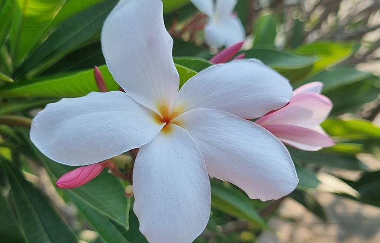 jasmim manga variedades de cores