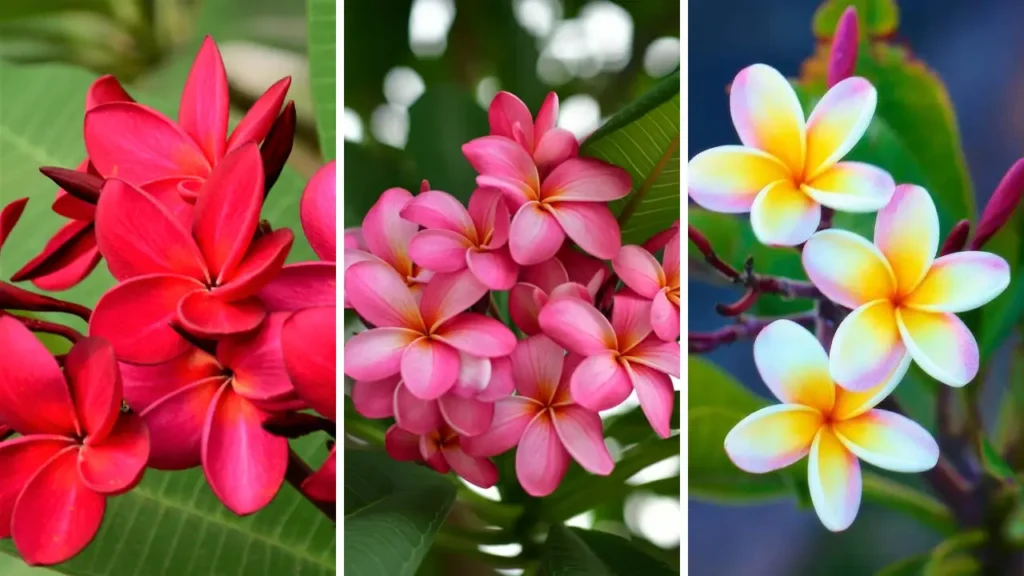 jasmim manga vs jasmim estrela