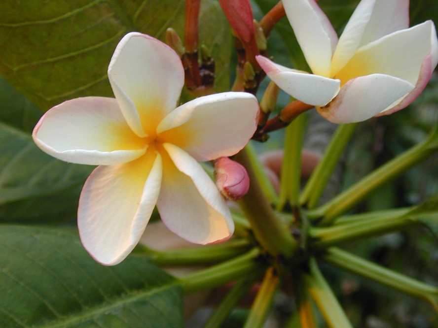 preço muda jasmim manga