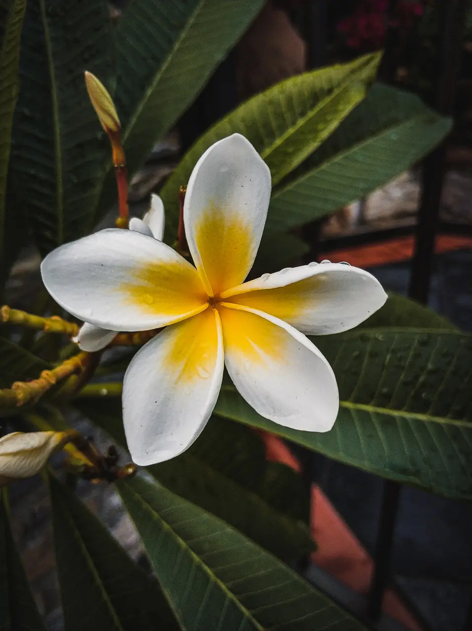 jasmim manga para varanda pequena