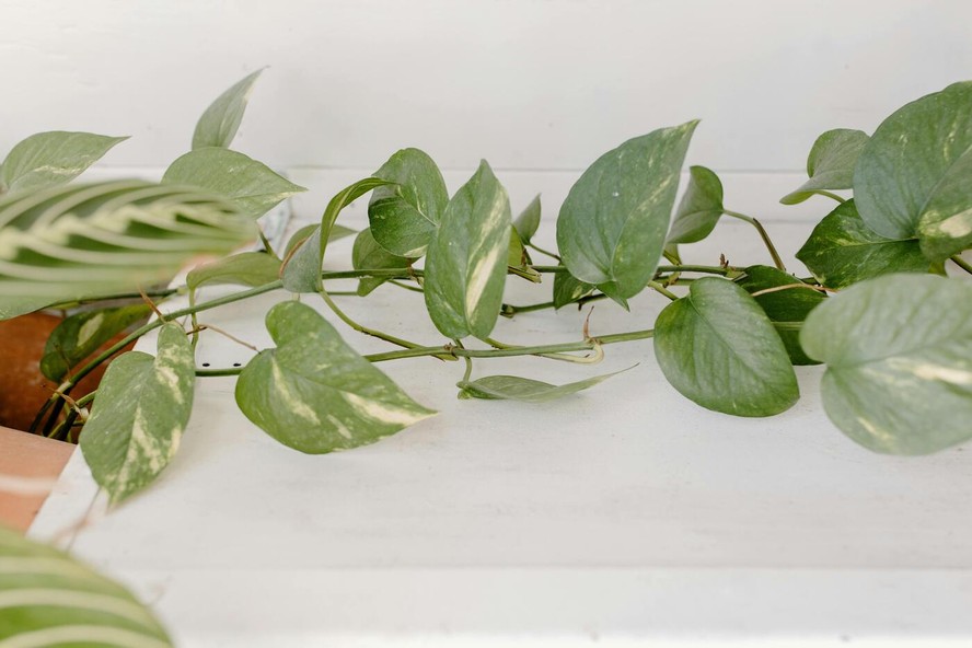 sintomas intoxicação jiboia gato