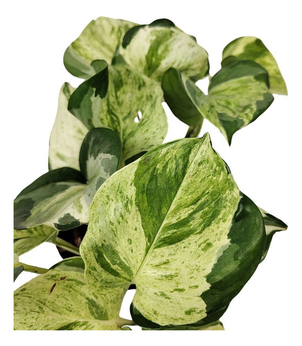 Epipremnum aureum 