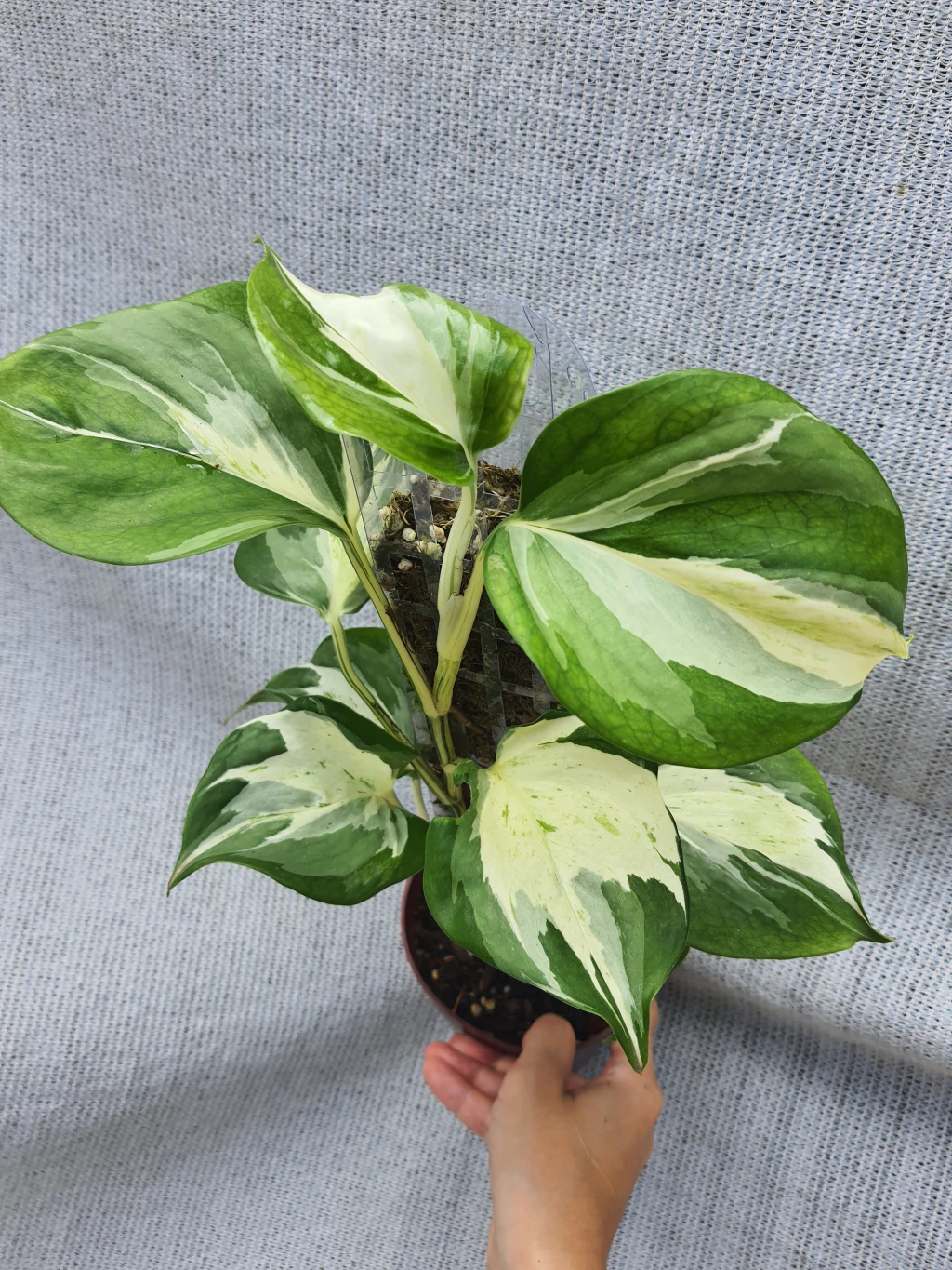 Jiboia Manjula rara