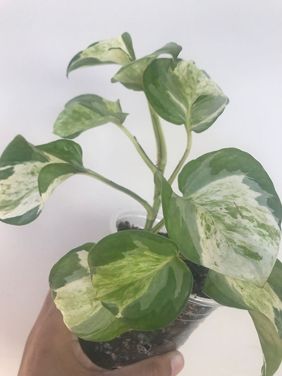 Planta jiboia variegada