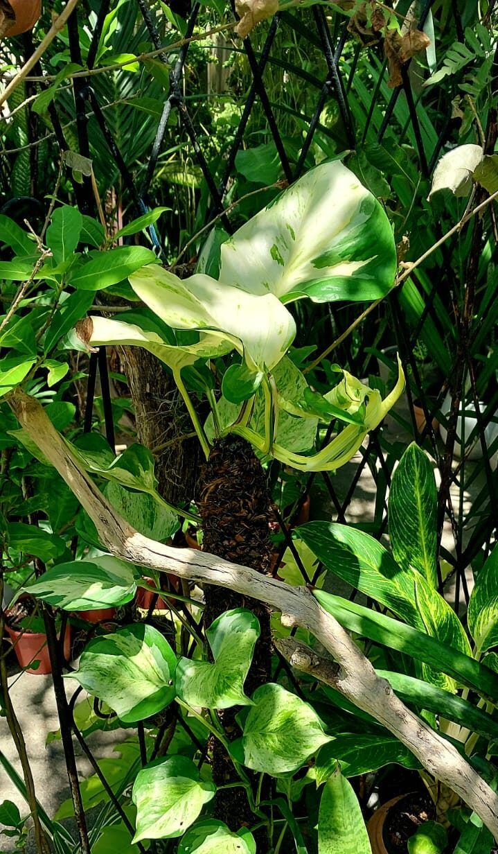 Jiboia de folhas marmorizadas