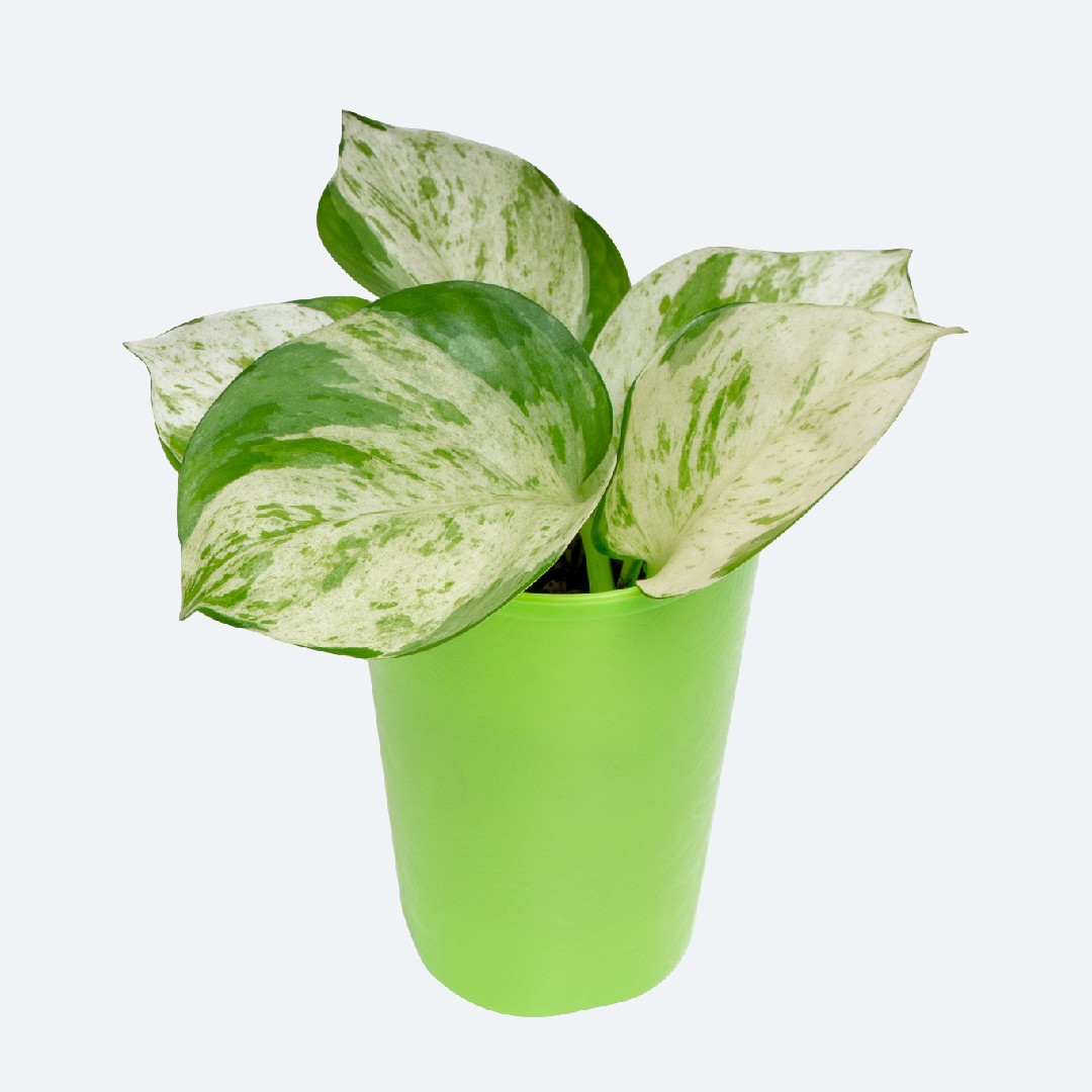 Comprar Jiboia Manjula