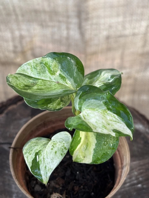 Cuidados Jiboia Manjula