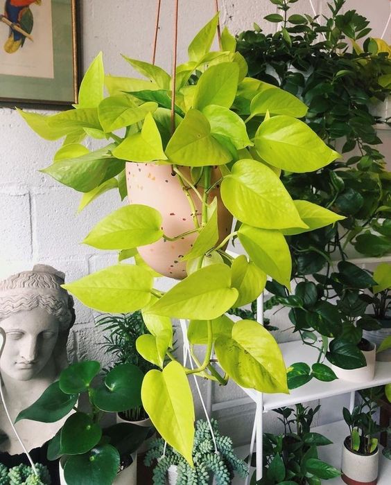 preço médio jiboia neon muda