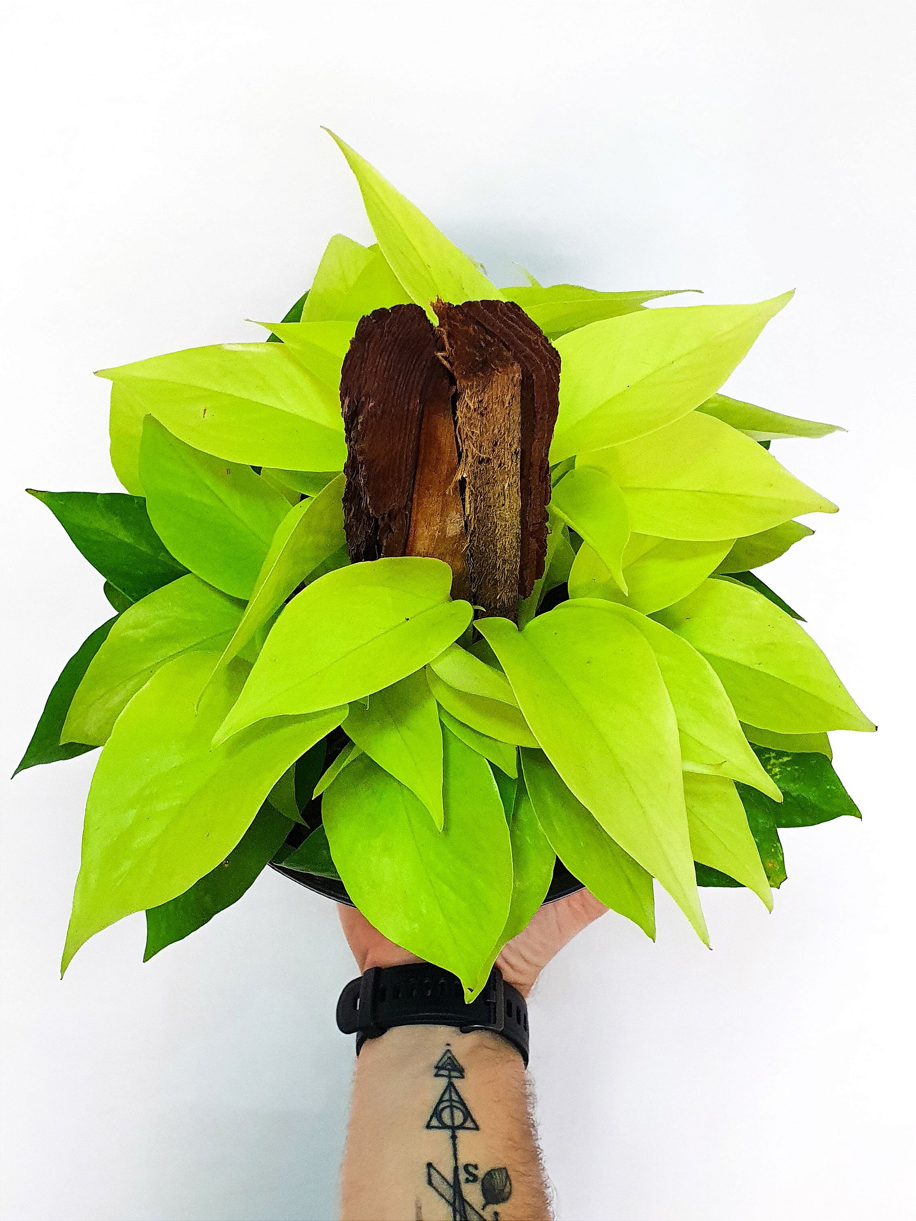 jiboia neon vs jiboia normal