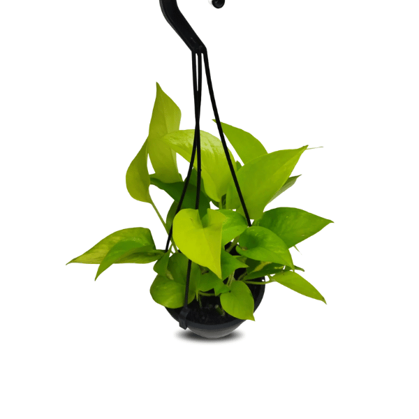 jiboia neon vs jiboia normal