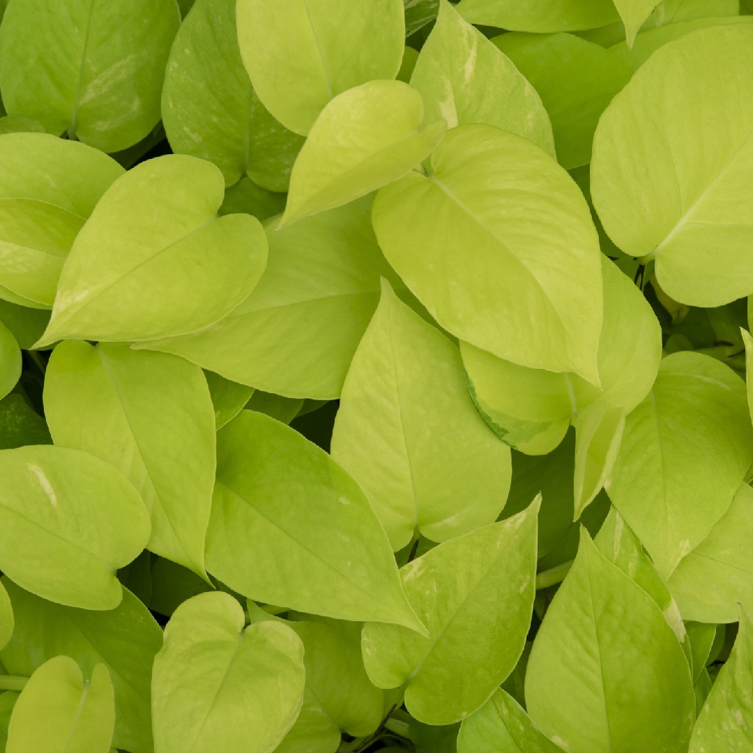 melhores plantas para iluminar a casa jiboia neon
