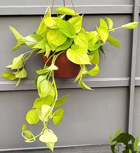 jiboia neon vs jiboia normal