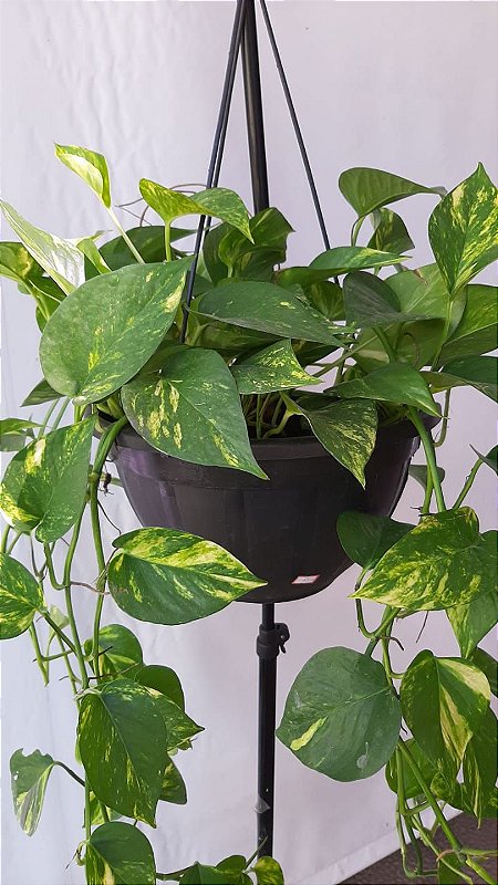 jiboia planta tóxica