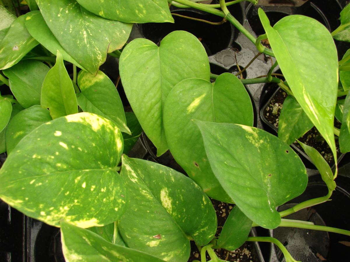 plantas de interior seguras para pets