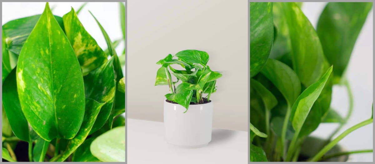 custo de tratamento intoxicação planta