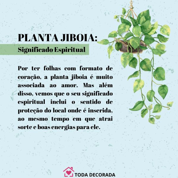 jiboia planta significado
