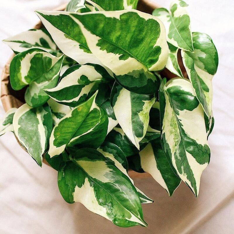 Jiboia Marble Queen