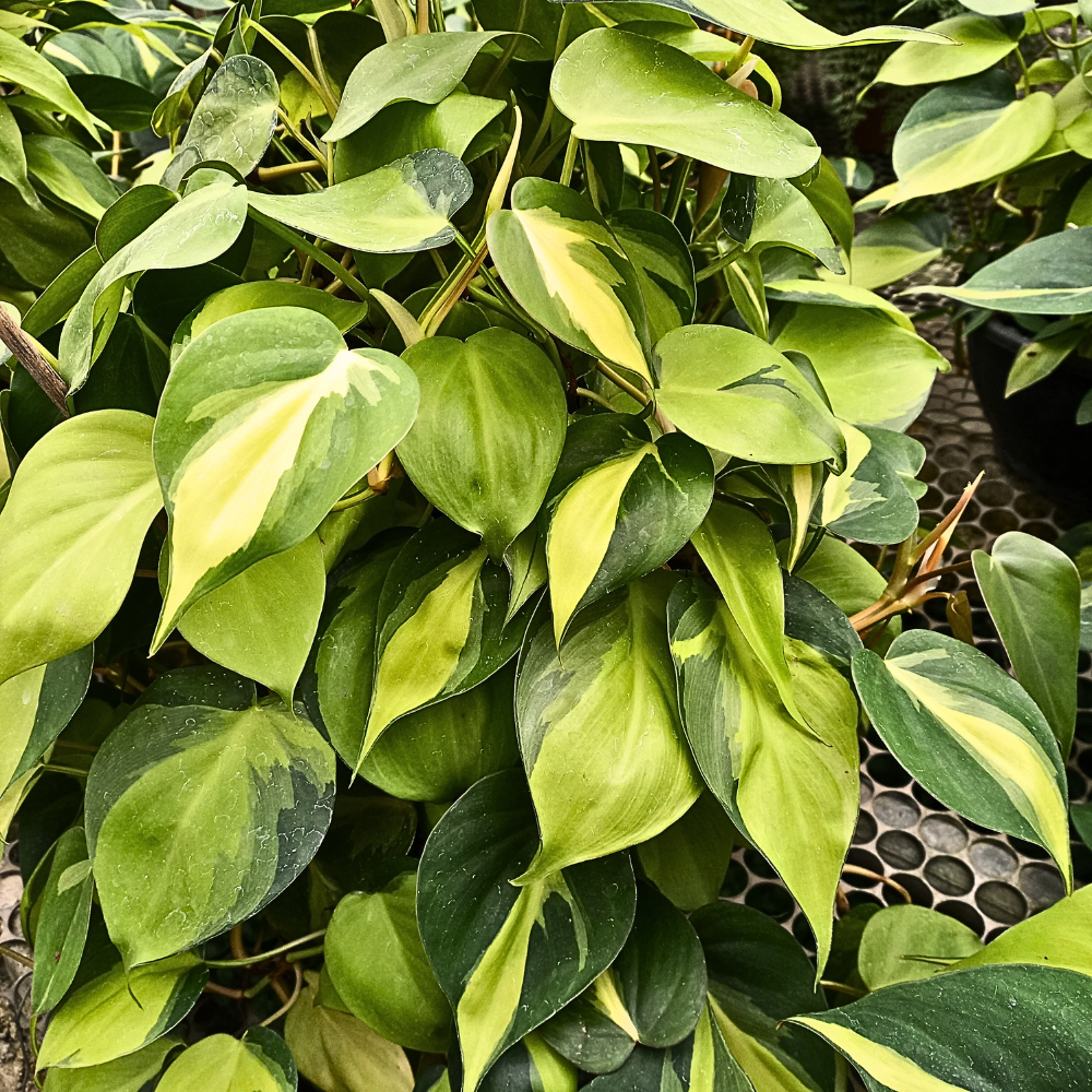 Epipremnum aureum