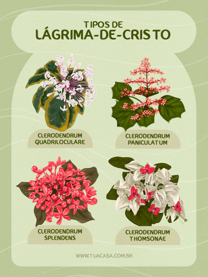 como cultivar lágrima de cristo