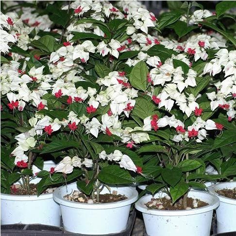 cuidados com a planta lágrima de cristo