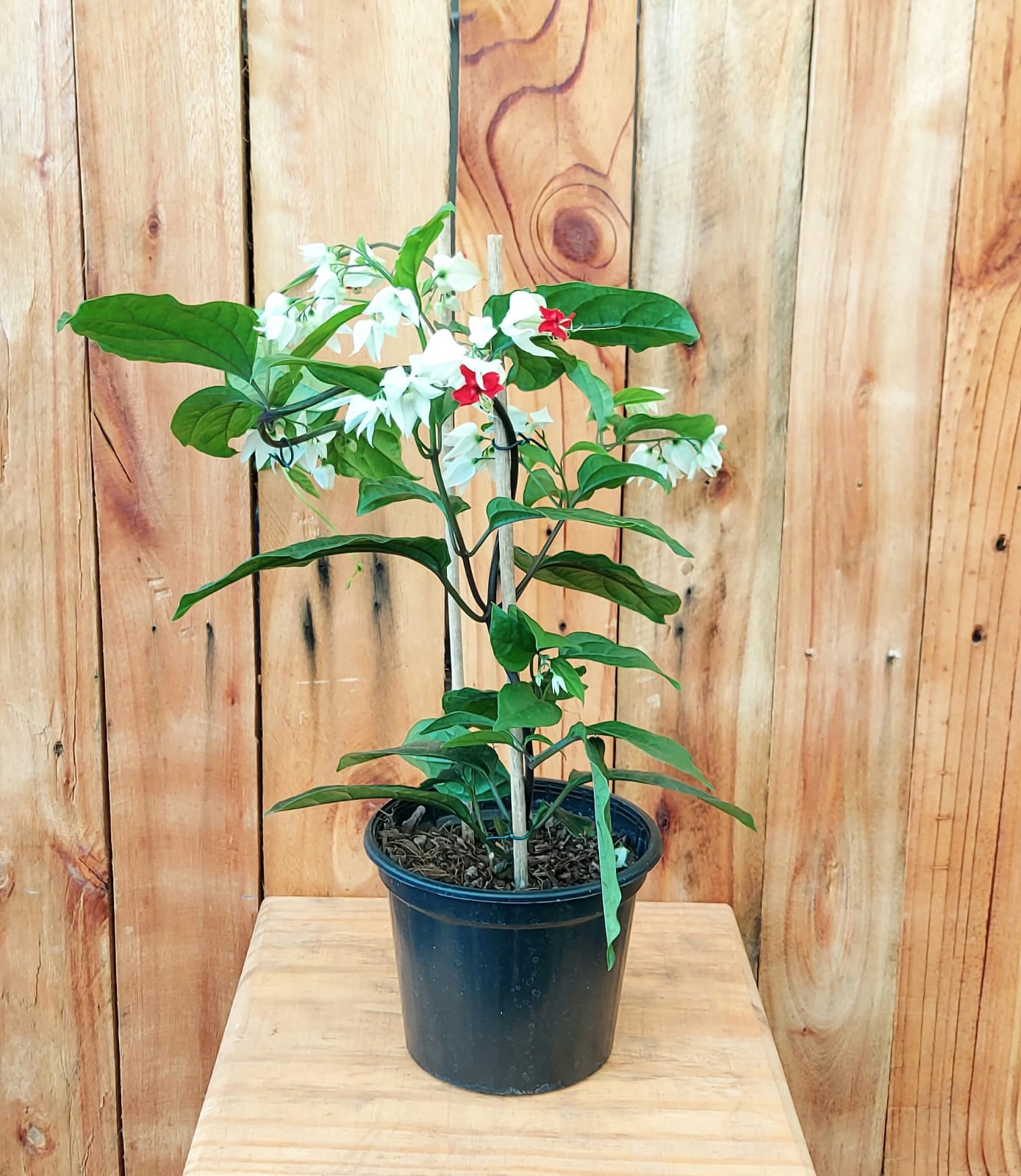 lágrima de cristo para pergolado