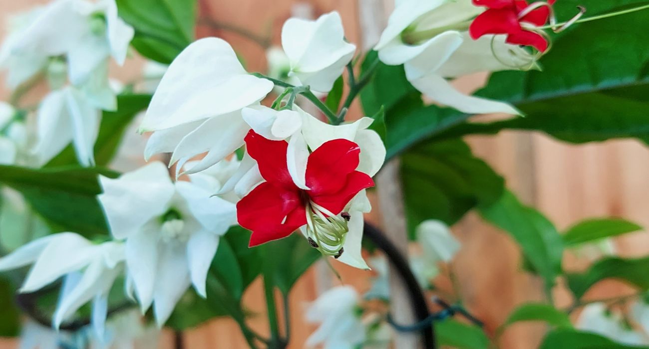 significado da flor lágrima de cristo