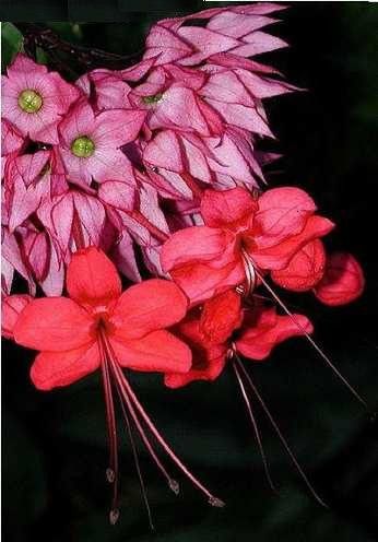 clerodendrum thomsoniae cuidados