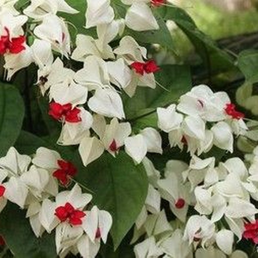 planta lágrima de cristo é tóxica