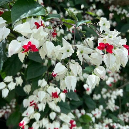 erros comuns ao cuidar de lágrima de cristo