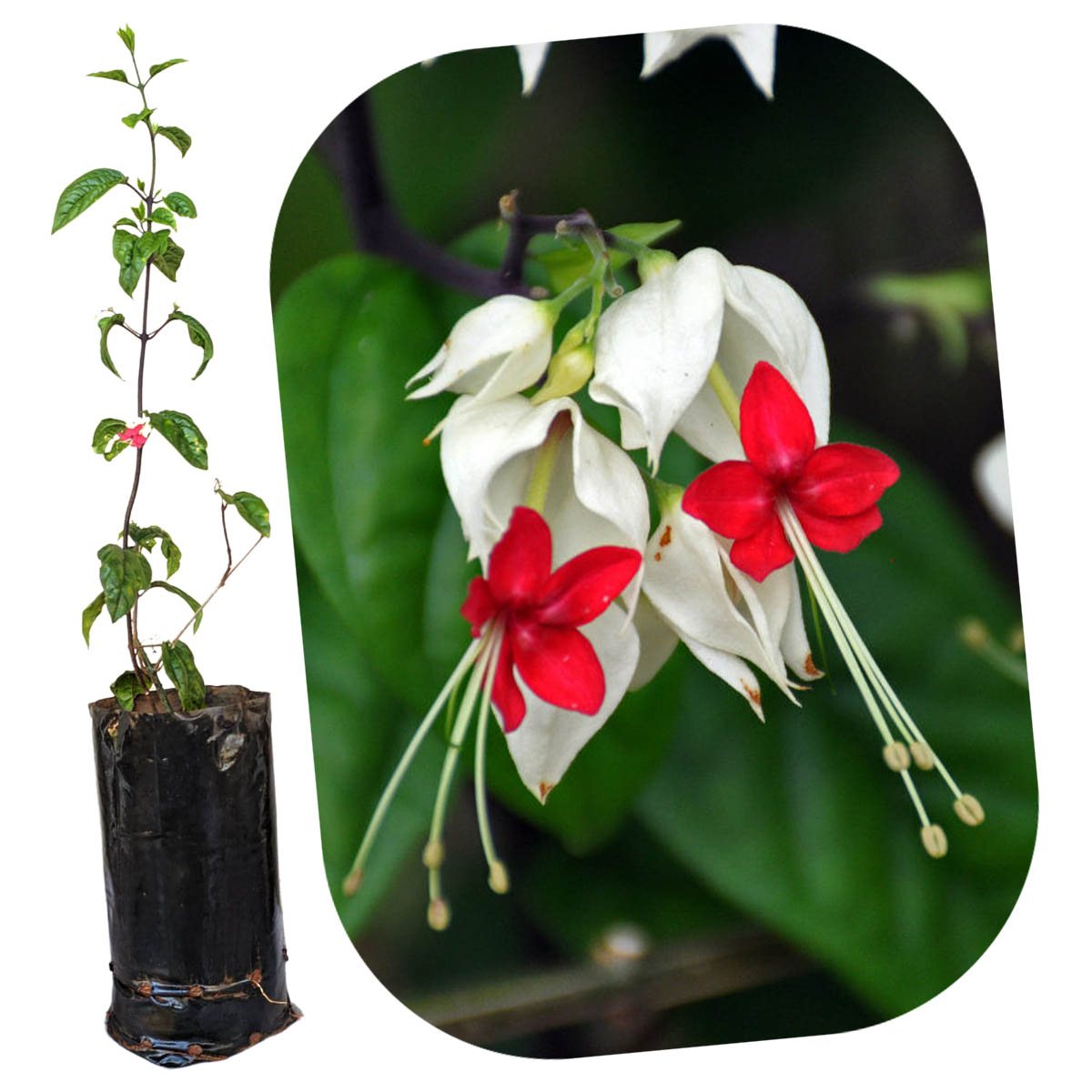 lágrima de cristo para pergolado