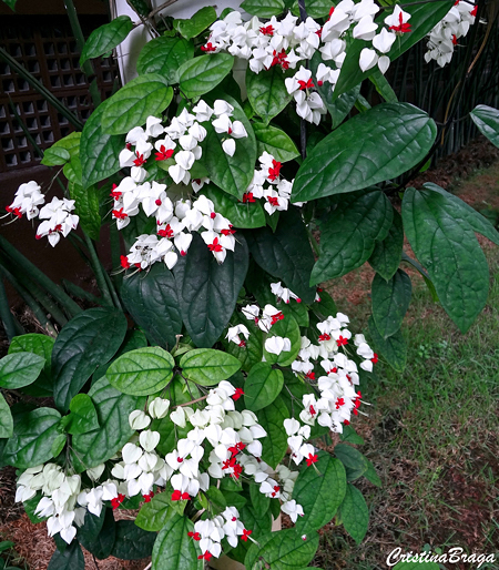 lágrima de cristo em vaso