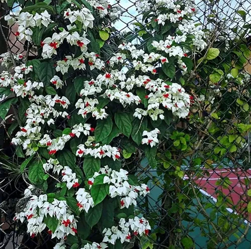 clerodendrum thomsoniae cuidados