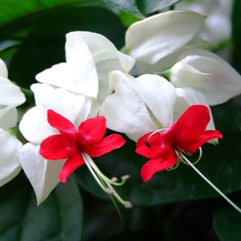 planta lágrima de cristo é tóxica