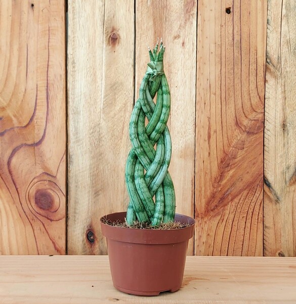 dracaena cylindrica cuidados