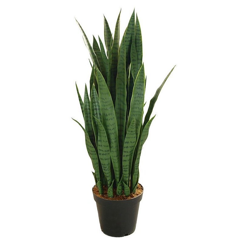sansevieria cylindrica cultivo