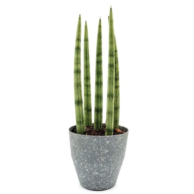 dracaena cylindrica cuidados