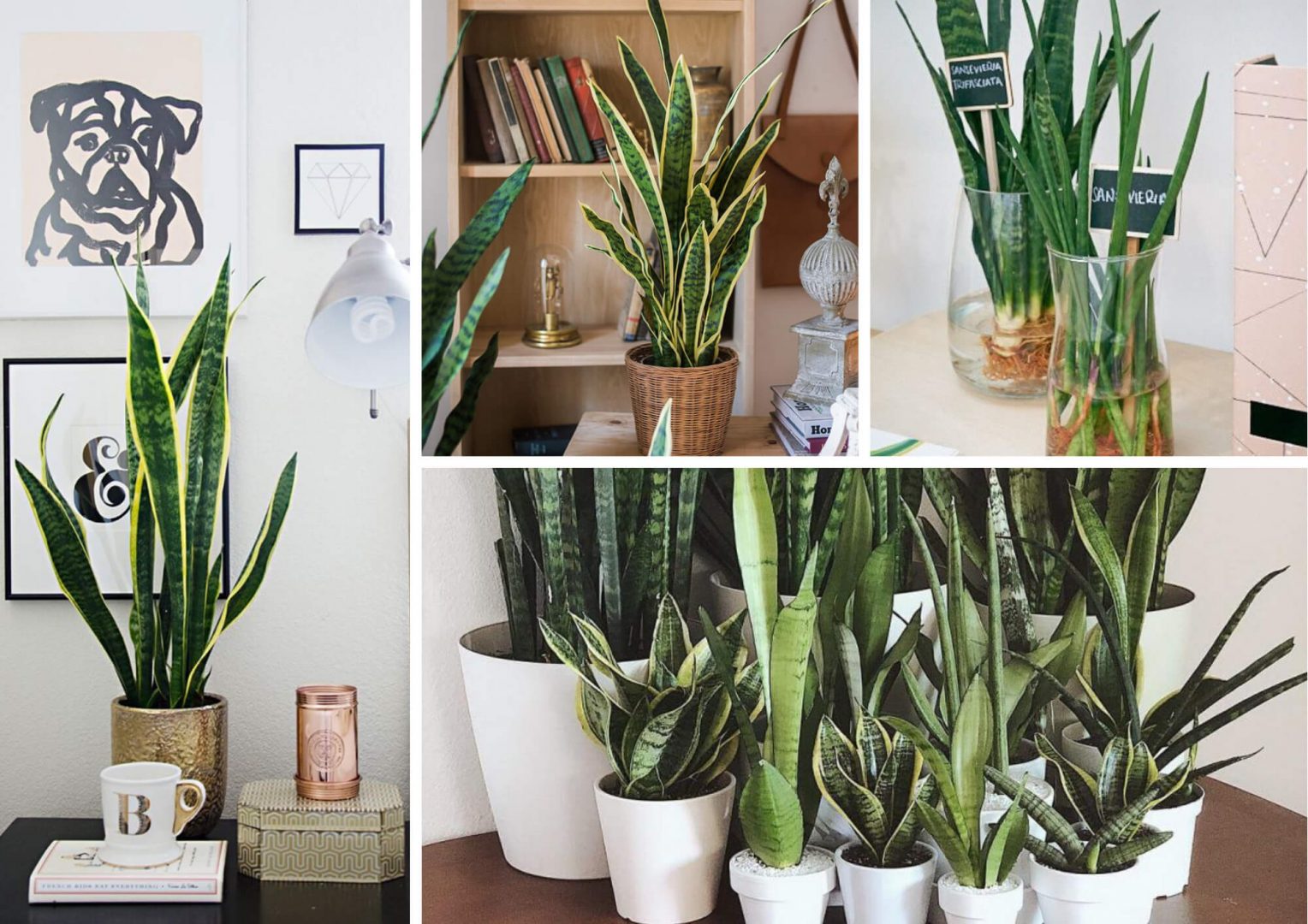 espada de são jorge onde colocar